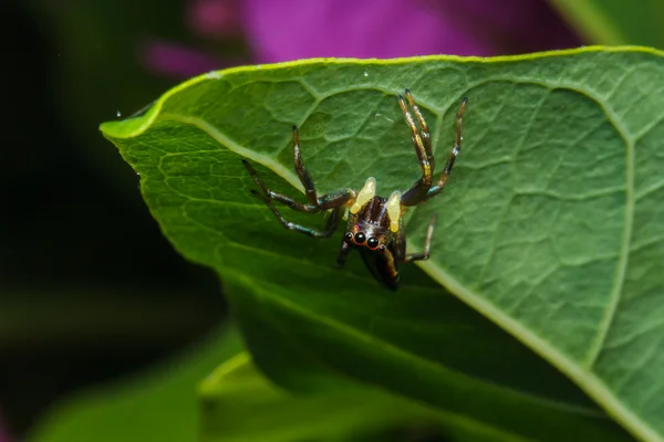 Hoppande spindel på gröna blad — Stockfoto