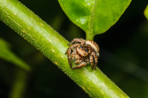 Jumping spider on green leaf — Stock Photo, Image