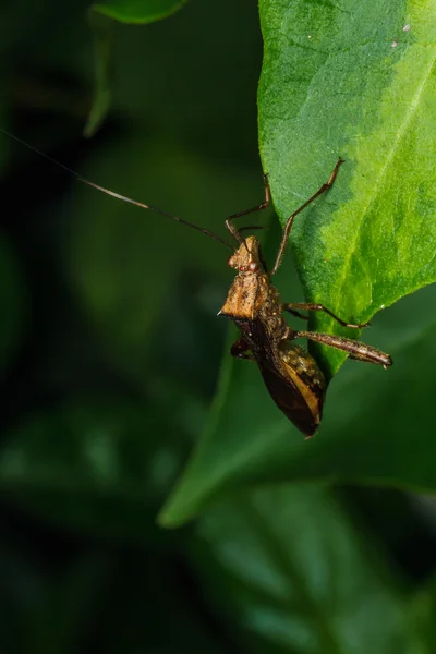 緑の葉で交尾甲虫 — ストック写真