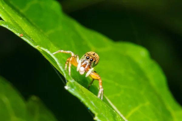 Jumping spider on green leaf — Stock Photo, Image