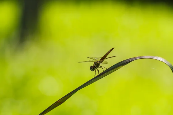 Dragonfly uppflugen på ett grässtrå. — Stockfoto