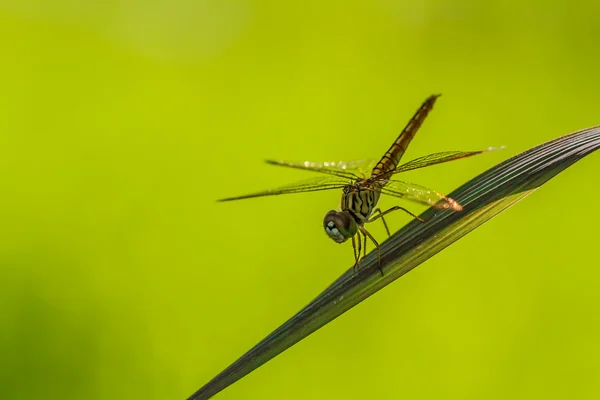 Libélula posada sobre una brizna de hierba . — Foto de Stock