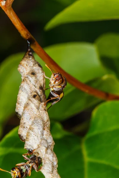 Wespe baut ein Nest — Stockfoto