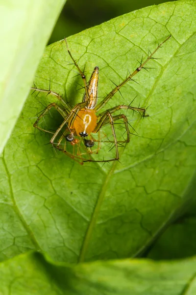 Jumping spider on green leaf — Stock Photo, Image