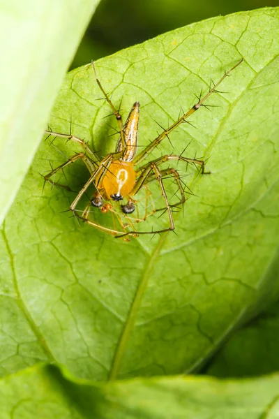 Spin springen op groen blad — Stockfoto