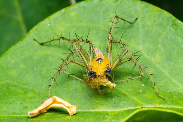 Hoppande spindel på gröna blad — Stockfoto