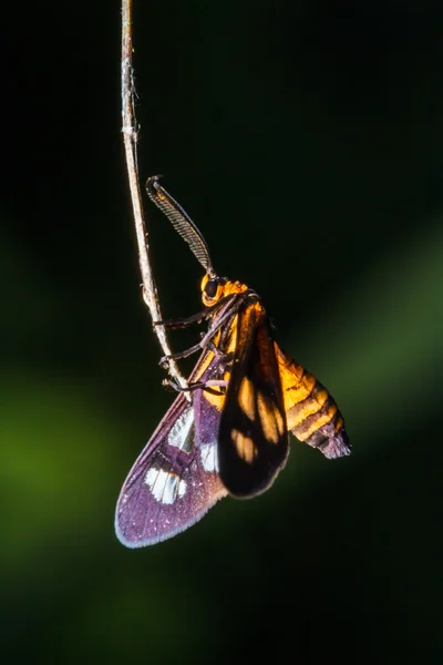 Insecto sobre hierba de hoja — Foto de Stock