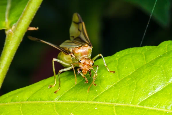 Tisseur fourmi reine sur feuille verte — Photo