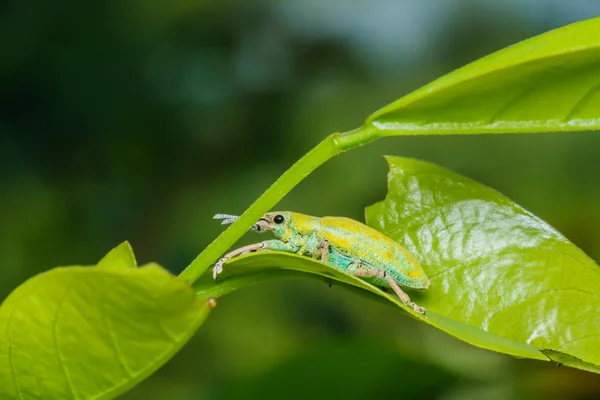 Ein Käfer paart sich auf grünem Blatt — Stockfoto