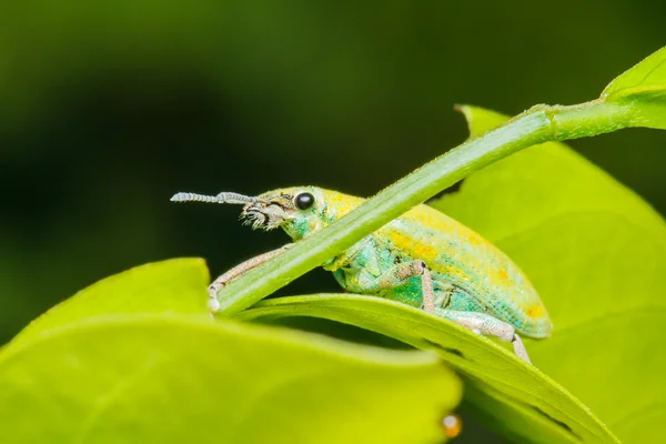 Un escarabajo apareándose en hoja verde —  Fotos de Stock