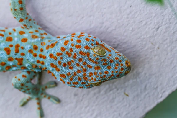 Gecko Ordförande — Stockfoto