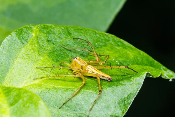 Hoppande spindel på gröna blad — Stockfoto