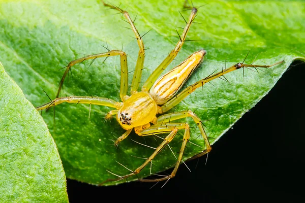 Hoppande spindel på gröna blad — Stockfoto