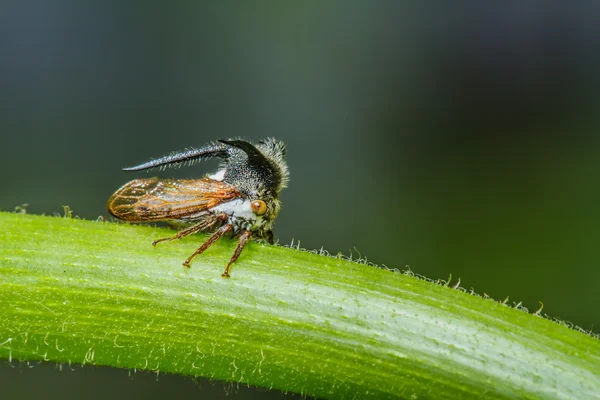 Hmyz na zelené trávě — Stock fotografie