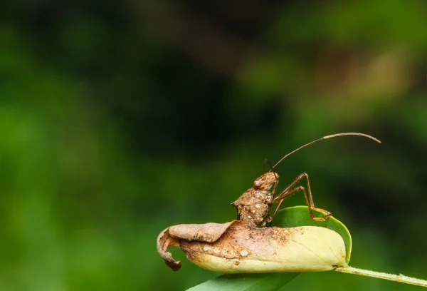 Insecte sur l'herbe verte — Photo