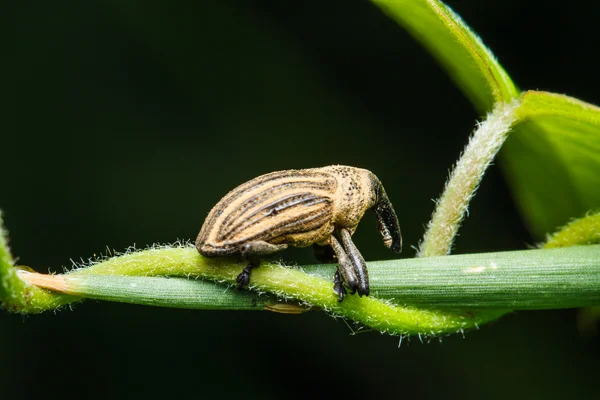 Insect on the green grass — Stock Photo, Image