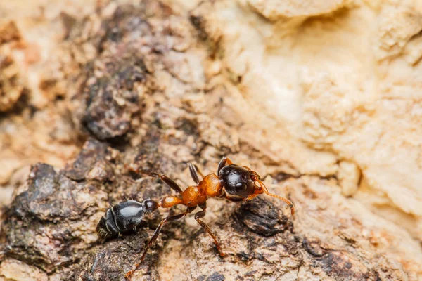 Hormigas trabajadoras negras —  Fotos de Stock