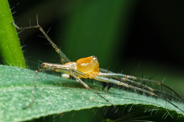 Hoppande spindel på gröna blad — Stockfoto