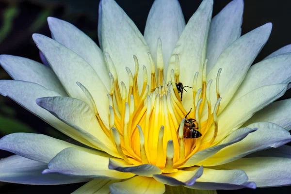 Abeja sobre loto — Foto de Stock