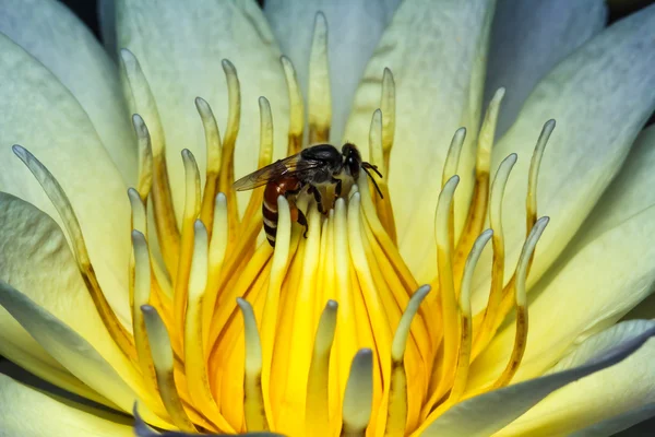 Abeja sobre loto — Foto de Stock