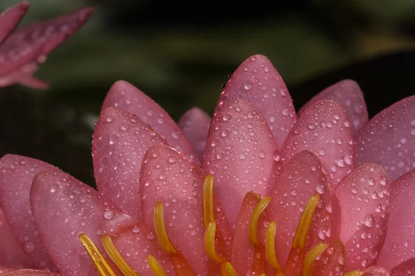 Bunga bakung air pink — Stok Foto