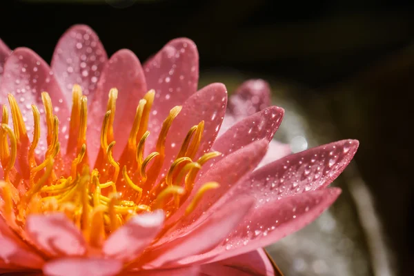 Розовая лилия — стоковое фото