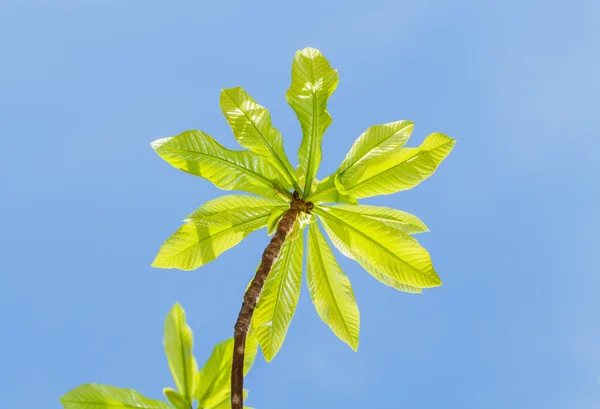 Eerste bladeren op boom in het voorjaar van — Stockfoto