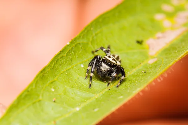 Skákání pavouk na zelený list — Stock fotografie
