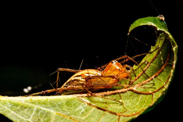 Hoppande spindel på gröna blad — Stockfoto