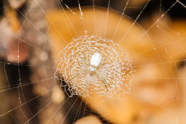 Våt spiderweb — Stockfoto