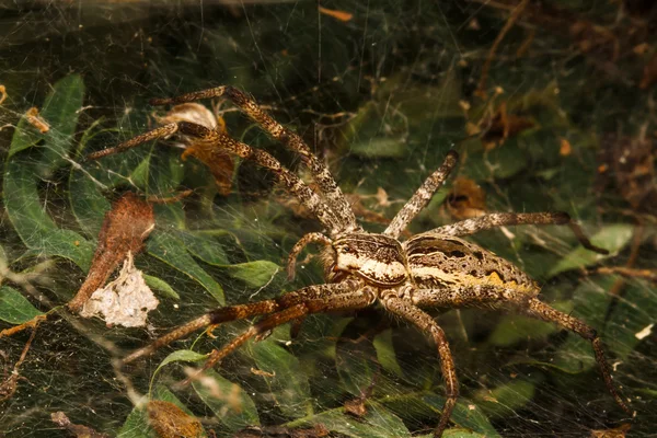 Lobo araña está descansando en la red — Foto de Stock