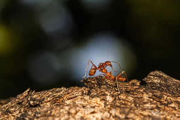 Formiga vermelha — Fotografia de Stock