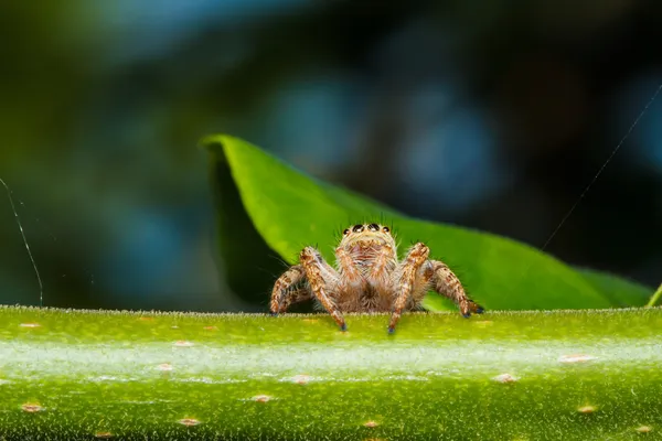 Ragno che salta su foglia verde — Foto Stock