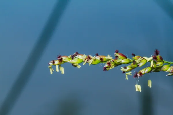 Flores de hierba —  Fotos de Stock
