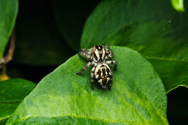 Springende Spinne auf grünem Blatt — Stockfoto