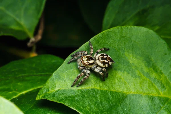 Стрибки павука на зеленому листі — стокове фото