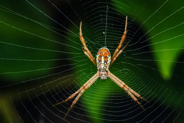 Spindel på nätet — Stockfoto