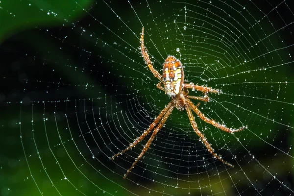 거미집에 있는 거미 — 스톡 사진