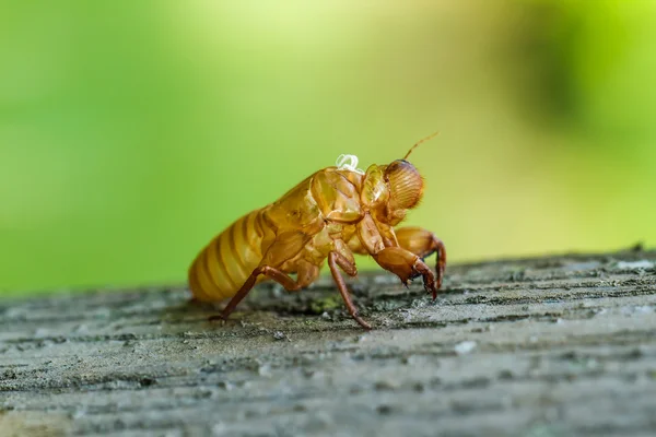 Cicada muda — Foto de Stock