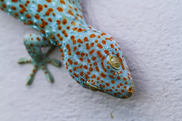 Gecko ! — Photo