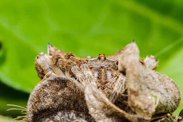 Araña — Foto de Stock