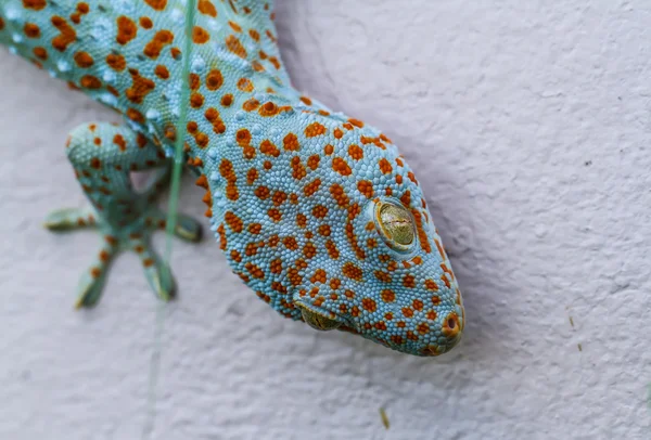 Gecko. — Foto de Stock