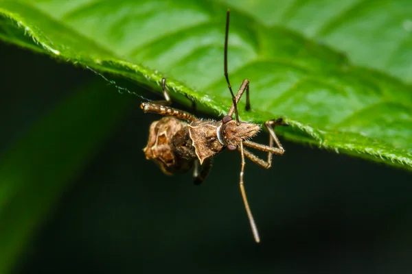 緑の草の上の虫 — ストック写真