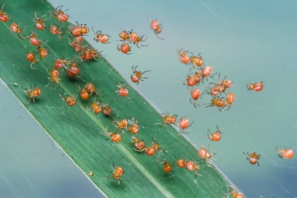 Groups of babies spider — Stock Photo, Image