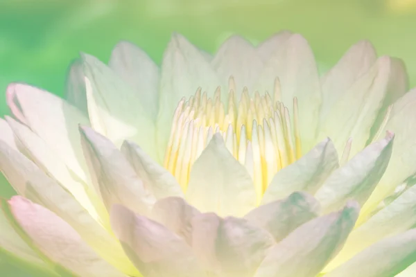 Pink water lily — Stock Photo, Image