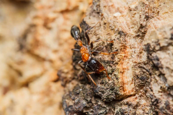Siyah işçi karıncalar — Stok fotoğraf