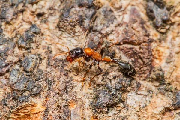Siyah işçi karıncalar — Stok fotoğraf