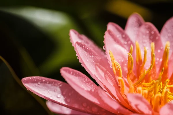 Roze water lily — Stockfoto