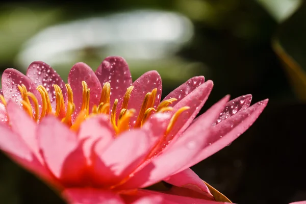 Roze water lily — Stockfoto