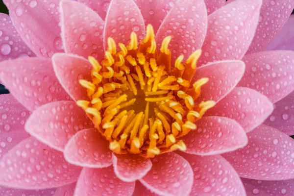 Roze water lily — Stockfoto